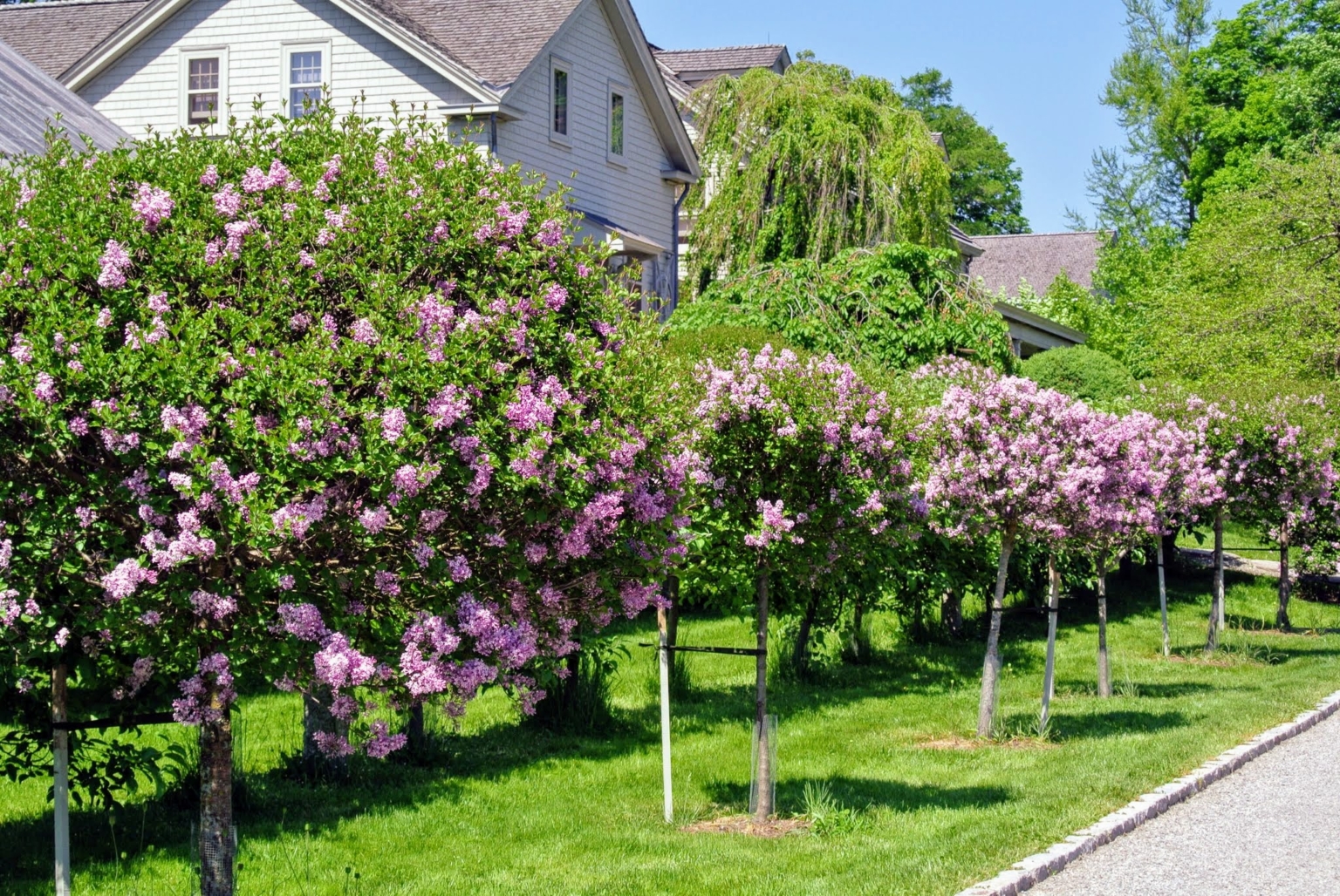 Planting Lilac Palabin Standards - The Martha Stewart Blog