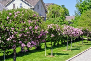 If you follow this blog regularly, you may have seen photos of these gorgeous lilacs blooming in late May. These are blooming “Miss Kim” Korean lilac standards. These upright, compact lilacs bloom later than others, extending the season with fragrant flowers.