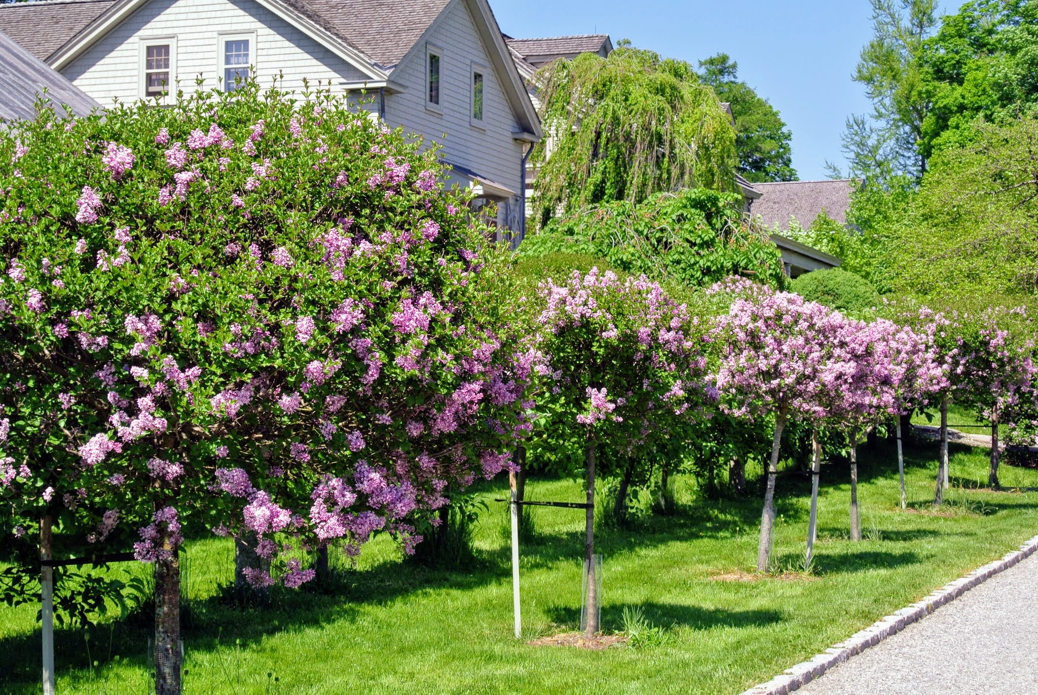 planting lilac 'palabin' standards - the martha stewart blog