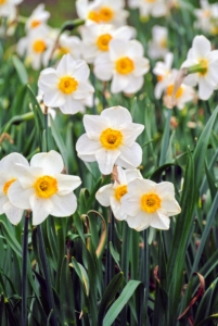 I plant all different kinds of daffodils from crisp white to bright yellow. Over time, some have faded away and are being replaced with other varieties, while others flourish.