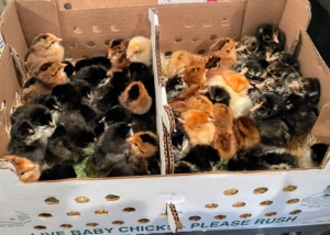 If you follow this blog regularly, you may recall the arrival of these adorable chicks. They arrived in a well-ventilated cardboard box - all wide awake and peeping.
