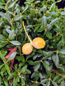 Here is a closer look at the fruit. It is small and fleshy – about the size of small jujube, or Chinese date.