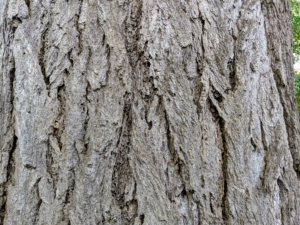 The trunk of the ginkgo tree is a light brown to brownish-gray bark that is deeply furrowed and highly ridged. The ridges become more pronounced as the tree ages. The trunk circumference of the giant tree measures more than 14-feet.