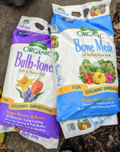 Always be sure to add the proper bulb food to the bed. It should be a balanced fertilizer that has a good amount of phosphorous. Fertilizing spring-blooming bulbs also helps them fight off diseases and pests.