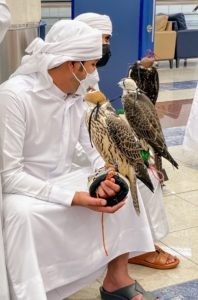 At the airport before flying back home, we came across a very interesting group of passengers - falcons. The trainers and their raptors were waiting for a flight to Pakistan for a falconry competition.