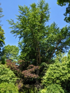This is the great ginkgo tree in the back of Summer House sunken garden. This parterre garden is very formal and focused on the giant 250-year old ginkgo tree. This photo was taken in late June when the tree was lush with green foliage. Growing beneath the ginkgo is a beautiful chocolate mimosa tree, a fast-growing, deciduous tree with a wide, umbrella-shaped canopy.