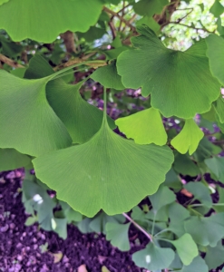 The leaves of the ginkgo are unusually fan-shaped, up to three-inches long, with a petiole that is also up to three-inches long. This shape and the elongated petiole cause the foliage to flutter in the slightest breeze. They are bold green in summer.