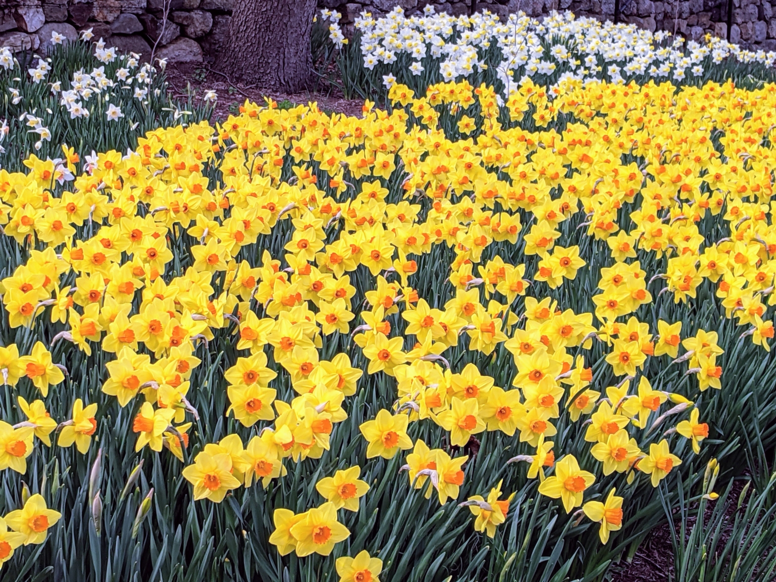 Amazing Martha Stewart Planting Daffodils Artwork Digital Art Amazing Martha Stewart Planting Daffodils Artwork Digital Art