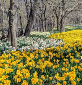 This is just part of my long daffodil border in April. It stretches down one side of my farm and erupts with gorgeous swaths of spring color every year.