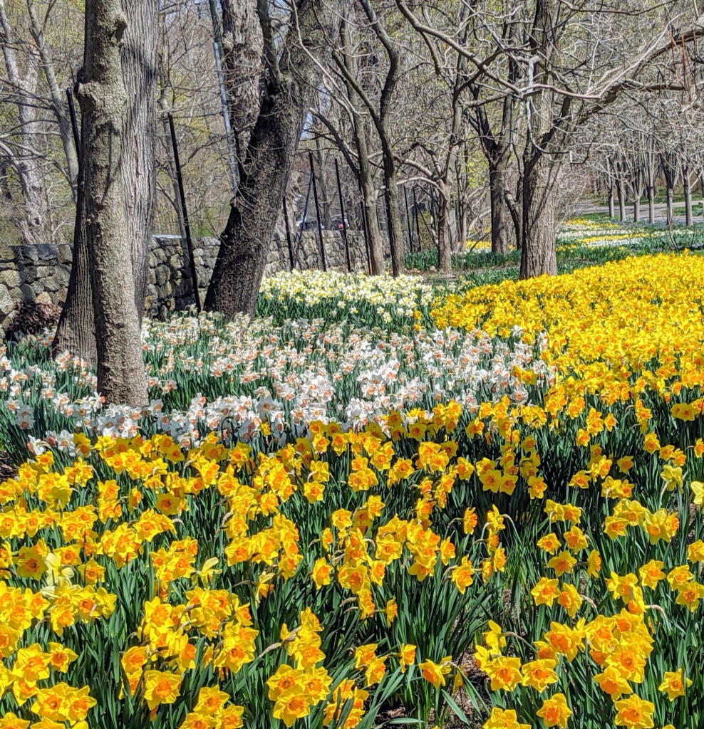 Artistic Martha Stewart Planting Daffodils Abstract for Mobile Artistic Martha Stewart Planting Daffodils Abstract for Mobile