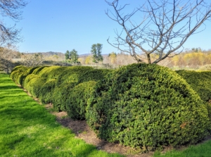 These boxwood shrubs surround my herbaceous peony garden bed.