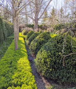 This is my sunken Summer House Garden – a more formal garden with both English and American boxwood. Boxwood, a popular evergreen shrub in garden landscape, is a very ancient plant. Its ornamental use can be traced back to 4000 BC Egypt. The early Romans favored it in their courtyards. The wood itself is harder than oak and its foliage is dense and compact. Because of its growing habit, boxwood can be sculpted into formal hedges, topiaries, and other fanciful shapes.