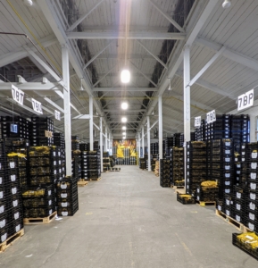 The Colorblends warehouse is large and filled with all kinds of bulbs that arrive from the Netherlands in early fall. Most of them are already packaged and ready to ship. While Colorblends does handle some bulb order pickups, the company mainly ships bulbs to customers from online catalog orders and by phone.