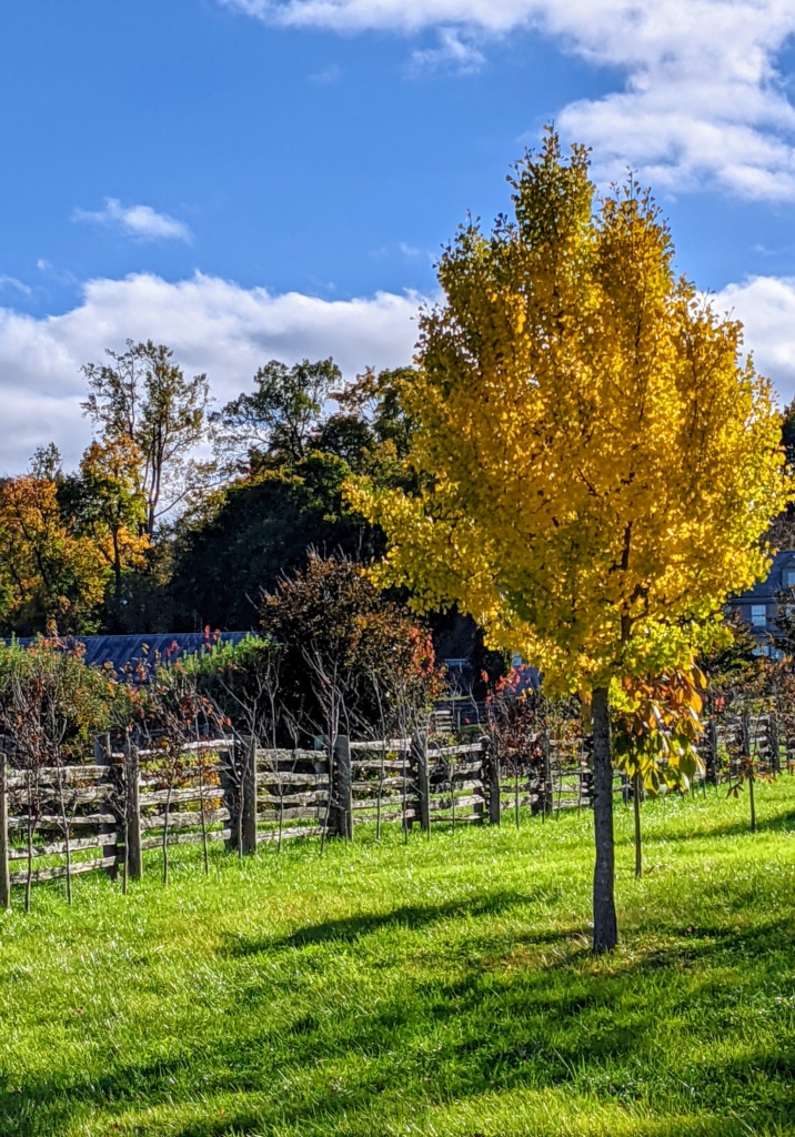 More Autumn Colors at the Farm - The Martha Stewart Blog