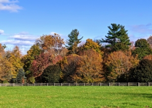 Over the years, I've planted many different types of trees in hopes that they would shade, provide climate control, and change color at different times, in different ways. Here is some of the autumn color seen across one of my paddocks.