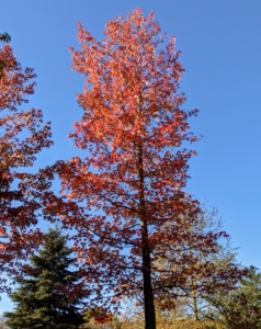 For fall color, the sweetgum, Liquidambar styraciflua, is hard to beat. Its glossy green, star-shaped leaves turn fiery shades of red, orange, yellow and purple this time of year.