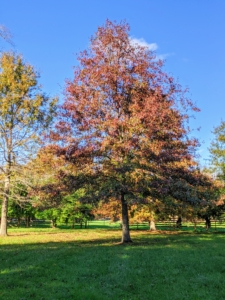 Oak trees have some of the most vibrant fall foliage - the leaves often turn a reddish-brown color.