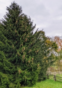 This is a Norway spruce - an evergreen. Although these lose some needles every year, their closely spaced branches make the loss less noticeable than on pines.
