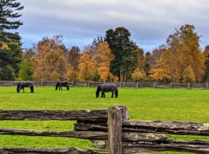 The perimeter around my paddocks displays such wonderful shades of amber, brown, orange and green. Rinze, Bond, and Banchunch are surrounded in fall splendor. What does autumn look like where you live? Share your autumn descriptions with me in the comments section below. Happy fall!