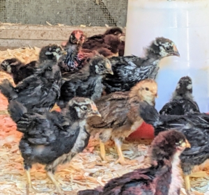 Chicks can be messy. they kick shavings, they kick food, they kick anything that gets underneath their feet. They're experimenting with foraging and keep busy moving from one side of the brooder to the other.