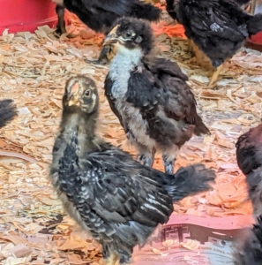The chicks are taller, more slender and very eager to explore their new surroundings – a sign of good health. At this stage, they are still confined to an indoor space, with sliding doors for fresh air, but in a few weeks, they will have access to a small outdoor area that is still separated from the bigger birds.