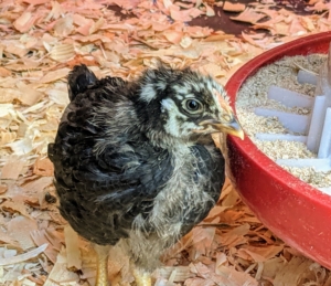 These chicks have several feeders and several waterers in the brooder. A chick should never have to “wait in line”. On average, about 10-chicks can consume approximately one-pound of chick starter feed per day. For 54-chicks, that adds up to more than five-pounds of chick starter feed per day.