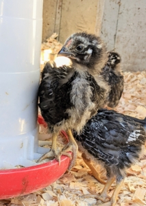 Chickens love to roost – and they start practicing within days of hatching. Here’s a chick perched atop the feeder. It's not far from the ground, but one must start somewhere.