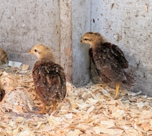 Chickens are gentle, shy birds, but because these are being raised around a lot of activity, they will be well-socialized and friendly. This duo is checking out the rest of their flock from a distance.