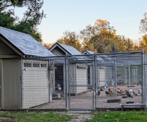 Yesterday was moving day to the chicken coops. I have four coops where I house my chickens, Guinea hens and turkeys. The first coop is always used for the young chicks, so they can be closely monitored during these initial weeks.