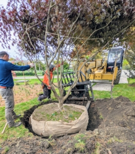 And then the tree is gently lowered into the hole with the best side facing the carriage road. Once the tree is in the hole, the crew looks at it from all angles to make sure the trunk is completely straight.