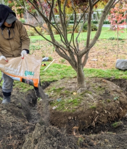 And then Chhiring pours a generous amount of fertilizer over the root ball and the surrounding soil. It is very important to feed the plants and trees. I always say, “if you eat, your plants should eat.”