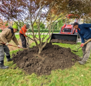 A generous layer of mulch is spread over the tree pit. But remember, don’t plant it too deeply – leave it “bare to the flare.”