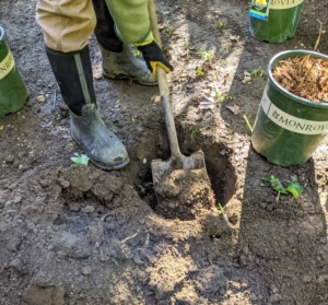 Brian starts by digging the hole at least twice the size of the plant. Itoh peonies are best planted in full sun to part shade and in rich, well-drained soil.