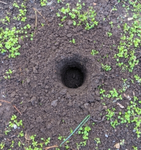 In general, holes should be three times deeper than the bulb’s length.
