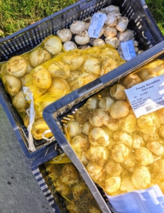 If you haven’t yet planted your spring-blooming bulbs, this is the time to do it. Every year, I order lots of bulbs in batches of 50, 100, 500, and a thousand. These bulbs are from Colorblends - they come in these breathable sacks and crates.