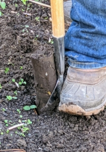 This tool is best for planting larger bulbs that need to be buried at least six-inches deep.
