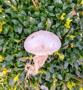 True bulbs can be either tunicate, with a papery covering or non-tunicate without the covering. This is a tunicate bulb. On many bulbs, it is also easy to see which end is the top and which end has the roots.