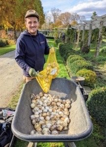 Next, Ryan places all the bulbs for this area into a wheelbarrow. This batch includes Camassia and Alliums.