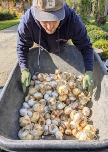 Ryan mixes all the bulbs, so they can be planted randomly. This will allow them to look more natural when they bloom. In general, when positioning bulbs in a garden bed, consider color, size of plant and time of bloom. This bed is already established with Camassia and Alliums.