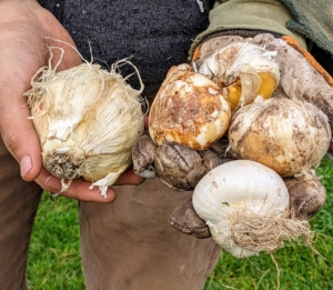 When purchasing bulbs, always look for those that are plump and firm, and avoid those that are soft. These bulbs from Colorblends are in great condition. Bulbs come in a variety of sizes depending on the flower – the bigger the bulb the more time it has to grow and the bigger the flower bloom.