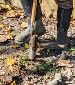 Brian starts by making a series of holes in the designated area. This space has not yet been planted, so there are no other daffodil bulbs under the soil.