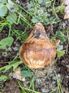 This is a daffodil bulb. Daffodil bulbs are round in shape with a pointed tip which is where the shoot will appear. Look closely and see the small roots on the underside of the bulb. Daffodil bulbs are usually around two to three inches in diameter. All bulbs should be stored in a cool, dry, dark place until they are planted. These bulbs are in good condition and ready to plant.