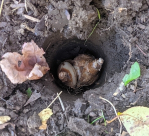 This double bulb now fits in the hole nicely. The bulblet that was pulled off is planted in another hole and will grow just fine.