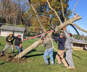 Oaks are also one of the broadest spreading of the oak tree species - look at the branches - they grow straight out. They're perfect for peafowl perching. The crew secures a heavy duty strap to the trunk and maneuvers it into position.