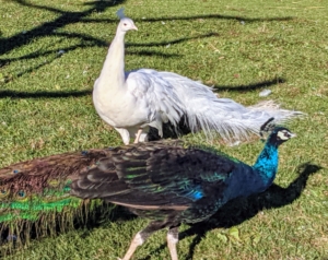 Because the peahens have been raised here at the farm, they’re all accustomed to the various noises. It did not take long before they approached the area to see what was happening.