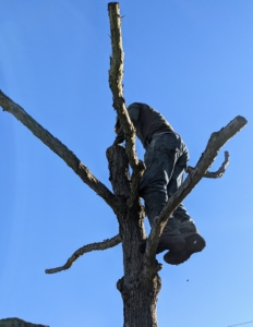 Pasang, who is our resident tree expert, climbs up the tree to make sure it is secure enough for the peafowl – it is important that the peafowl feel safe when roosting on its high branches.