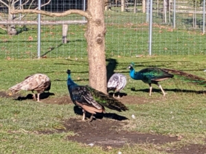 Within minutes, the peacocks and peahens gather around the tree.