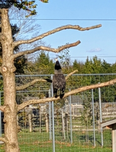 We have one on the tree. Peafowl are beautiful birds, but do not underestimate their power – they are extremely strong with very sharp spurs. They will perch on anything above ground to get a better view.