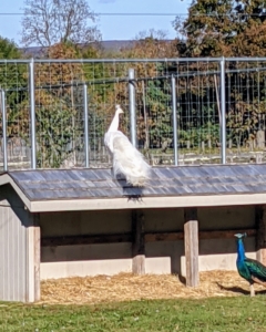 This white peacock is on the roof of the nearby shelter.