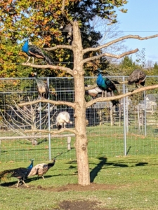And then there were seven - each one on his or her own branch. My peafowl will love this tree. I know they will love roosting here and watching over all that happens here at the farm. Enjoy it, my dear peafowl.